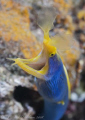 Blue ribbon eel. Lembeh straits. D200, 60mm. 